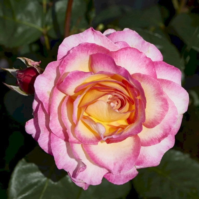 'Gorgeous'™ Rosa X 'Gorgeous'™ (Storblomstrende) A-Kvalitet,- Barrods Roser Min. 3 Grene 1 'Gorgeous'™ Rosa X 'Gorgeous'™ (Storblomstrende) A-Kvalitet,- Barrods Roser Min. 3 Grene