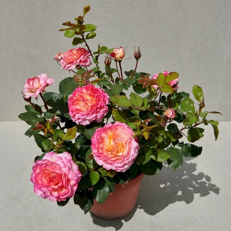 'Gorgeous'™ Rosa X 'Gorgeous'™ (Storblomstrende) A-Kvalitet,- Barrods Roser Min. 3 Grene 3 'Gorgeous'™ Rosa X 'Gorgeous'™ (Storblomstrende) A-Kvalitet,- Barrods Roser Min. 3 Grene - Billede 3