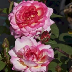 'Gorgeous'™ Rosa X 'Gorgeous'™ (Storblomstrende) A-Kvalitet,- Barrods Roser Min. 3 Grene 9 'Gorgeous'™ Rosa X 'Gorgeous'™ (Storblomstrende) A-Kvalitet,- Barrods Roser Min. 3 Grene -Sirius Butik p12758 51287 rosa x gorgeous storblomstrende e2cd