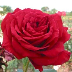 'Isabella Rossellini'™ Rosa X 'Isabella Rossellini'™ (Storblomstrende) A-Kvalitet,- Barrods Roser Min. 3 Grene -Sirius Butik p12759 51305 rosa x isabella rossellini storblomstrende 293f