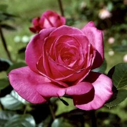 'Lady Like'® Rosa X 'Lady Like'® (Storblomstrende) A-Kvalitet,- Barrods Roser Min. 3 Grene -Sirius Butik p12763 51318 rosa x lady like storblomstrende 38f8