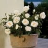 'Marvellous'™ Rosa X 'Marvellous'™ (Storblomstrende) A-Kvalitet,- Barrods Roser Min. 3 Grene