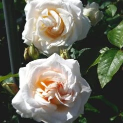 'Marvellous'™ Rosa X 'Marvellous'™ (Storblomstrende) A-Kvalitet,- Barrods Roser Min. 3 Grene -Sirius Butik p12765 51332 rosa x marvellous storblomstrende 42ba