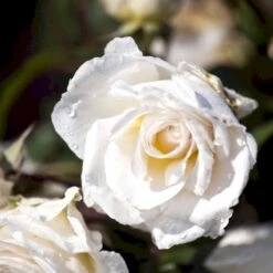 'Marvellous'™ Rosa X 'Marvellous'™ (Storblomstrende) A-Kvalitet,- Barrods Roser Min. 3 Grene -Sirius Butik p12765 51333 rosa x marvellous storblomstrende 5dad