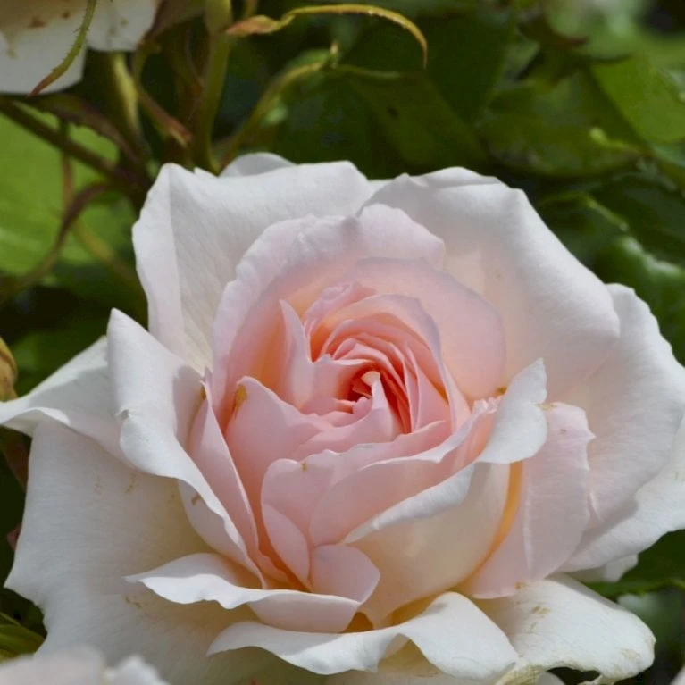 'Morten Korch' Rosa X 'Morten Korch' (Storblomstrende) A-Kvalitet,- Barrods Roser Min. 3 Grene 1 'Morten Korch' Rosa X 'Morten Korch' (Storblomstrende) A-Kvalitet,- Barrods Roser Min. 3 Grene