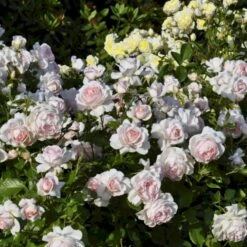 'Morten Korch' Rosa X 'Morten Korch' (Storblomstrende) A-Kvalitet,- Barrods Roser Min. 3 Grene 11 'Morten Korch' Rosa X 'Morten Korch' (Storblomstrende) A-Kvalitet,- Barrods Roser Min. 3 Grene -Sirius Butik p12767 51339 rosa x morten korch storblomstrende 2a39