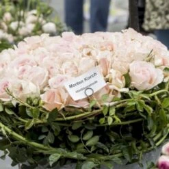 'Morten Korch' Rosa X 'Morten Korch' (Storblomstrende) A-Kvalitet,- Barrods Roser Min. 3 Grene 13 'Morten Korch' Rosa X 'Morten Korch' (Storblomstrende) A-Kvalitet,- Barrods Roser Min. 3 Grene -Sirius Butik p12767 51341 rosa x morten korch storblomstrende 736b