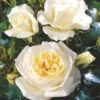 'Monsoon'™ Rosa X 'Monsoon'™ (Storblomstrende) A-Kvalitet,- Barrods Roser Min. 3 Grene