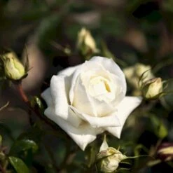 'Monsoon'™ Rosa X 'Monsoon'™ (Storblomstrende) A-Kvalitet,- Barrods Roser Min. 3 Grene -Sirius Butik p12769 51337 rosa x monsoon storblomstrende a275