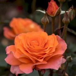 'Tea Time'® Rosa X 'Tea Time'® (Storblomstrende) A-Kvalitet,- Barrods Roser Min. 3 Grene -Sirius Butik p12774 53993 rosa x tea time storblomstrende 9e2a