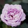 'Twice In A Blue Moon'® Rosa X 'Twice In A Blue Moon'® (Storblomstrende) A-Kvalitet,- Barrods Roser Min. 3 Grene