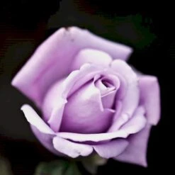 'Twice In A Blue Moon'® Rosa X 'Twice In A Blue Moon'® (Storblomstrende) A-Kvalitet,- Barrods Roser Min. 3 Grene -Sirius Butik p12776 51404 rosa x twice in a blue moon storblomstrende 6a4d