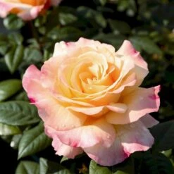 'Aquarell'® Rosa X 'Aquarell'® (Storblomstrende) A-Kvalitet,- Barrods Roser Min. 3 Grene -Sirius Butik p12779 54006 rosa x aquarell storblomstrende b254