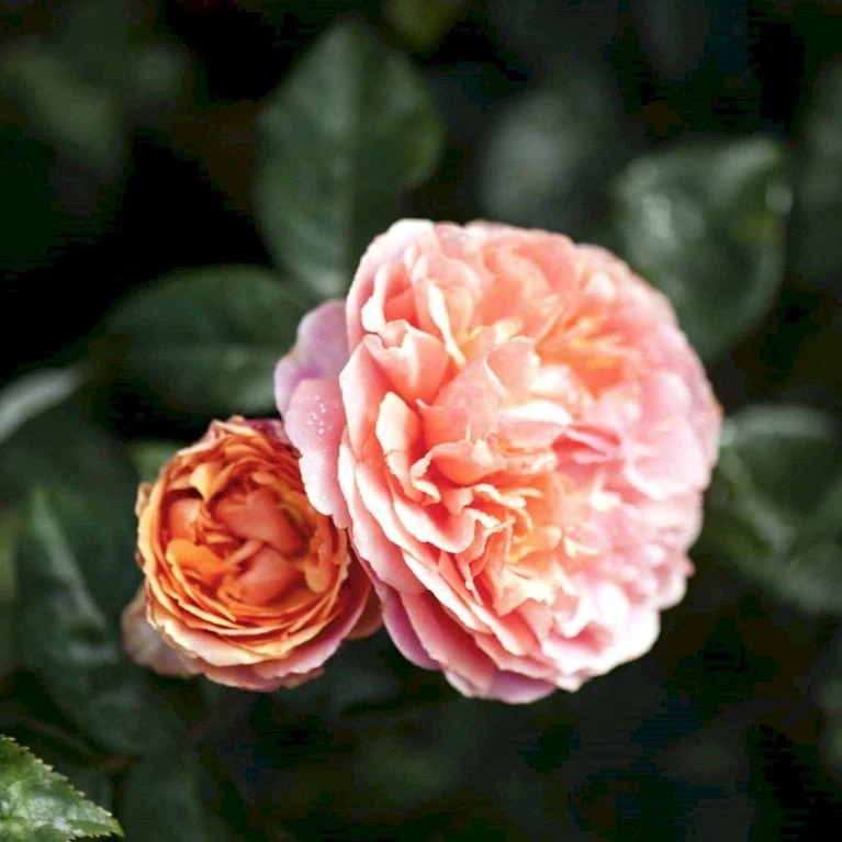 'Chippendale'® Rosa X 'Chippendale'® (Storblomstrende) A-Kvalitet,- Barrods Roser Min. 3 Grene 3 'Chippendale'® Rosa X 'Chippendale'® (Storblomstrende) A-Kvalitet,- Barrods Roser Min. 3 Grene - Billede 3