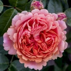 'Chippendale'® Rosa X 'Chippendale'® (Storblomstrende) A-Kvalitet,- Barrods Roser Min. 3 Grene 9 'Chippendale'® Rosa X 'Chippendale'® (Storblomstrende) A-Kvalitet,- Barrods Roser Min. 3 Grene -Sirius Butik p12787 53969 rosa x chippendale storblomstrende 51cd