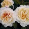 'Comtessa'® Rosa X 'Comtessa'® (storblomstrende) A-Kvalitet,- Barrods Roser Min. 3 Grene