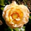 'Scented Memory'™ Rosa X 'Scented Memory'™ (Storblomstrende) A-Kvalitet,- Barrods Roser Min. 3 Grene