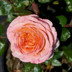 'Scented Memory'™ Rosa X 'Scented Memory'™ (Storblomstrende) A-Kvalitet,- Barrods Roser Min. 3 Grene -Sirius Butik p12801 51380 rosa x scented memory storblomstrende 875f