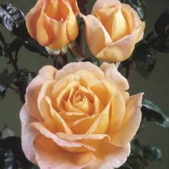 'Scented Memory'™ Rosa X 'Scented Memory'™ (Storblomstrende) A-Kvalitet,- Barrods Roser Min. 3 Grene -Sirius Butik p12801 51381 rosa x scented memory storblomstrende 71c0