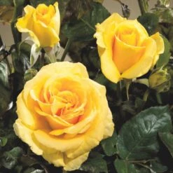 'Wonderful'™ Rosa X 'Wonderful'™ (Storblomstrende) A-Kvalitet,- Barrods Roser Min. 3 Grene -Sirius Butik p12805 51412 rosa x wonderful storblomstrende a1a7