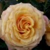 'Amber Flush' Rosa X 'Amber Flush' (Buketrose) A-Kvalitet,- Barrods Roser Min. 3 Grene
