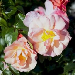 'Aprikola'® Rosa X 'Aprikola'® (Buketrose) A-Kvalitet,- Barrods Roser Min. 3 Grene -Sirius Butik p12809 51423 rosa x aprikola buketrose 4862
