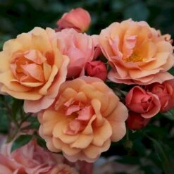 'Aprikola'® Rosa X 'Aprikola'® (Buketrose) A-Kvalitet,- Barrods Roser Min. 3 Grene -Sirius Butik p12809 53543 rosa x aprikola buketrose 0efd