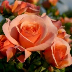 'Aprikola'® Rosa X 'Aprikola'® (Buketrose) A-Kvalitet,- Barrods Roser Min. 3 Grene -Sirius Butik p12809 53544 rosa x aprikola buketrose 65de