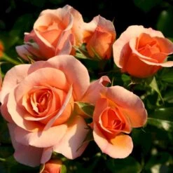 'Aprikola'® Rosa X 'Aprikola'® (Buketrose) A-Kvalitet,- Barrods Roser Min. 3 Grene -Sirius Butik p12809 53545 rosa x aprikola buketrose 4b32