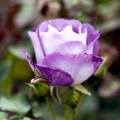 'Blue For You' Rosa X 'Blue For You' (Buketrose) A-Kvalitet,- Barrods Roser Min. 3 Grene -Sirius Butik p12812 51443 rosa x blue for you buketrose c830