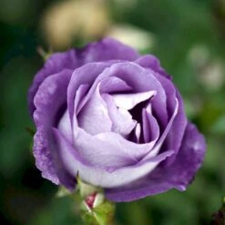 'Blue For You' Rosa X 'Blue For You' (Buketrose) A-Kvalitet,- Barrods Roser Min. 3 Grene -Sirius Butik p12812 51444 rosa x blue for you buketrose 4ce5