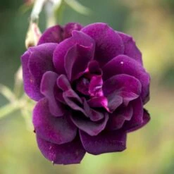 'Burgundy Ice' Rosa X 'Burgundy Ice' (Buketrose) A-Kvalitet,- Barrods Roser Min. 3 Grene