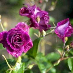 'Burgundy Ice' Rosa X 'Burgundy Ice' (Buketrose) A-Kvalitet,- Barrods Roser Min. 3 Grene -Sirius Butik p12818 51452 rosa x burgundy ice buketrose 088d