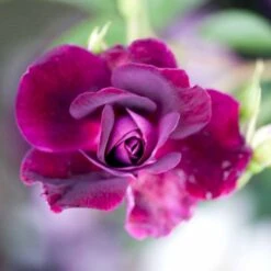 'Burgundy Ice' Rosa X 'Burgundy Ice' (Buketrose) A-Kvalitet,- Barrods Roser Min. 3 Grene -Sirius Butik p12818 51453 rosa x burgundy ice buketrose c146