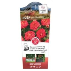 'Chili Clementine' Rosa X 'Chili Clementine' 3,0 Liter Potte