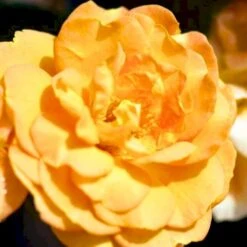 'Goldelse'® Rosa X 'Goldelse'® (Buketrose) A-Kvalitet,- Barrods Roser Min. 3 Grene -Sirius Butik p12826 51510 rosa x goldelse buketrose e1c7