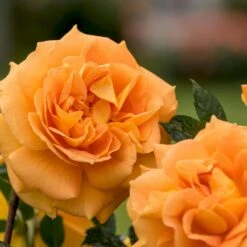 'Goldelse'® Rosa X 'Goldelse'® (Buketrose) A-Kvalitet,- Barrods Roser Min. 3 Grene -Sirius Butik p12826 53973 rosa x goldelse buketrose a906