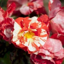 'Hanky Panky' Rosa X 'Hanky Panky' (Buketrose) A-Kvalitet,- Barrods Roser Min. 3 Grene -Sirius Butik p12830 51517 rosa x hanky panky buketrose 82e6