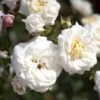 'Honeymilk'® Rosa X 'Honeymilk'® (Bunddækkerose) A-Kvalitet,- Barrods Roser Min. 3 Grene