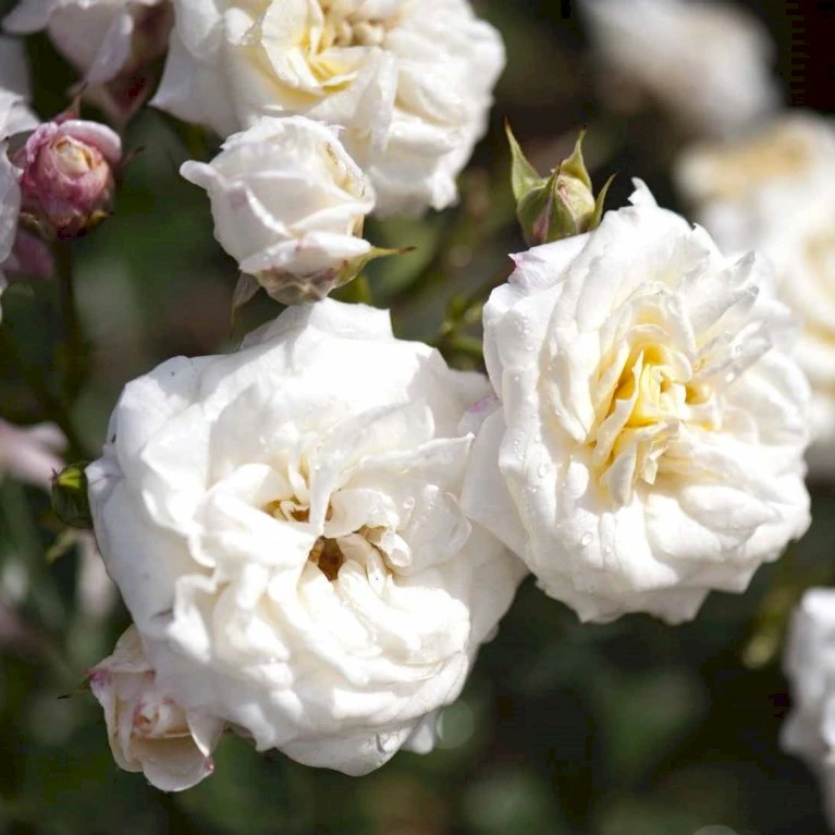 'Honeymilk'® Rosa X 'Honeymilk'® (Bunddækkerose) A-Kvalitet,- Barrods Roser Min. 3 Grene 1 'Honeymilk'® Rosa X 'Honeymilk'® (Bunddækkerose) A-Kvalitet,- Barrods Roser Min. 3 Grene