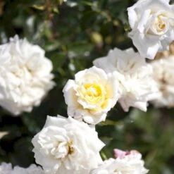 'Honeymilk'® Rosa X 'Honeymilk'® (Bunddækkerose) A-Kvalitet,- Barrods Roser Min. 3 Grene 8 'Honeymilk'® Rosa X 'Honeymilk'® (Bunddækkerose) A-Kvalitet,- Barrods Roser Min. 3 Grene -Sirius Butik p12831 51533 rosa x honeymilk bunddaekkerose bdea