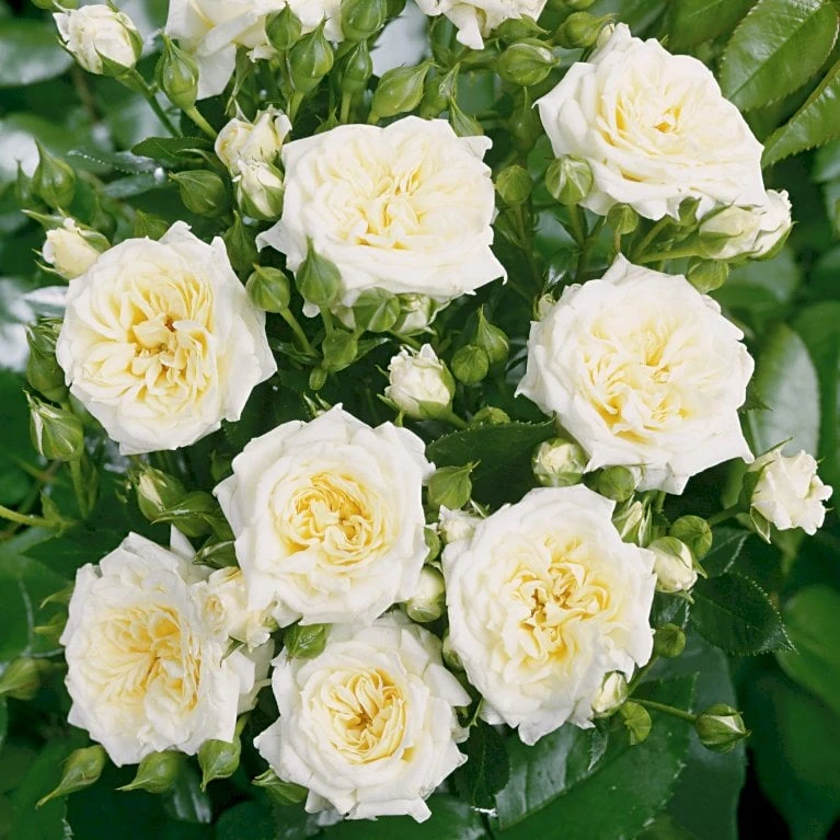 'Honeymilk'® Rosa X 'Honeymilk'® (Bunddækkerose) A-Kvalitet,- Barrods Roser Min. 3 Grene 4 'Honeymilk'® Rosa X 'Honeymilk'® (Bunddækkerose) A-Kvalitet,- Barrods Roser Min. 3 Grene - Billede 4
