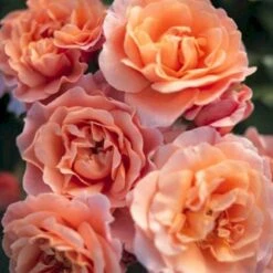 'Marie Curie' Rosa X 'Marie Curie' (Buketrose) A-Kvalitet,- Barrods Roser Min. 3 Grene -Sirius Butik p12839 53356 rosa x marie curie buketrose dbfc