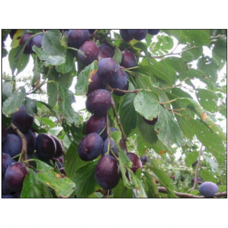 Blomme 'Hanita' Prunus Domestica 'Hanita' 4-8 Grene, 130-170 Cm. 10 Liter Potte. (S.J.A.) 1 Blomme 'Hanita' Prunus Domestica 'Hanita' 4-8 Grene, 130-170 Cm. 10 Liter Potte. (S.J.A.)