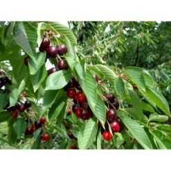 Sød Kirsebær 'Skeena' - Selvbestøvende Prunus X 'Skeena' - Selvbestøvende Dværgtræ, 3-5 Grene, 6,7 Liter Potte, 80-100 Cm. 5 Sød Kirsebær 'Skeena' - Selvbestøvende Prunus X 'Skeena' - Selvbestøvende Dværgtræ, 3-5 Grene, 6,7 Liter Potte, 80-100 Cm. -Sirius Butik p12847 7547 prunus x skeena selvbestoevende 73fe