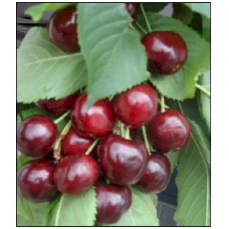 Sød Kirsebær 'Sweetheart' - Selvbestøvende Prunus X 'Sweetheart' - Selvbestøvende Dværgtræ, 3-5 Grene, 6,7 Liter Potte, 80-100 Cm. 1 Sød Kirsebær 'Sweetheart' - Selvbestøvende Prunus X 'Sweetheart' - Selvbestøvende Dværgtræ, 3-5 Grene, 6,7 Liter Potte, 80-100 Cm.