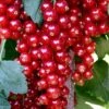 Ribs 'Rovada' Ribes Rubrum 'Rovada' Potte 2,0 Liter,- Opbundet