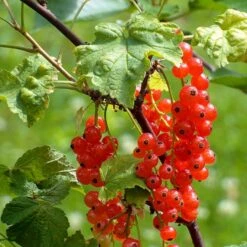 Fremhævede Produkter -Sirius Butik p12851 50634 ribes rubrum rovada 1260