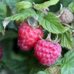 Sommer Hindbær 'Glen Ample'® Rubus Idaeus 'Glen Ample'® Barrods,- 8-10 Mm. Rodhals. -Sirius Butik p12853 50663 rubus idaeus glen ample b029