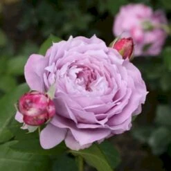 'Novalis'® Rosa X 'Novalis'® (Buketrose) A-Kvalitet,- Barrods Roser Min. 3 Grene